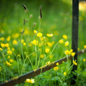 Photograph of buttercups growing through and around a metal fence.