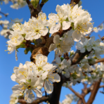 Image of white plum blossom with a bright blue sky in the background.