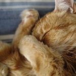 Close up photo of a ginger cat sleeping with it's paw covering it's nose.
